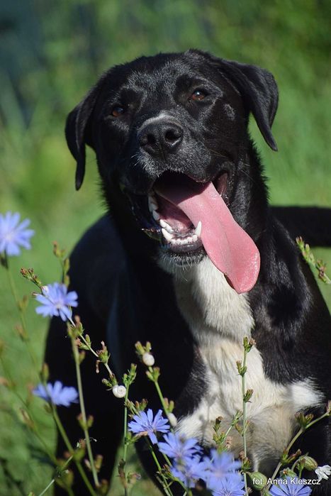 Synuś 2 letni psiak szuka domu !