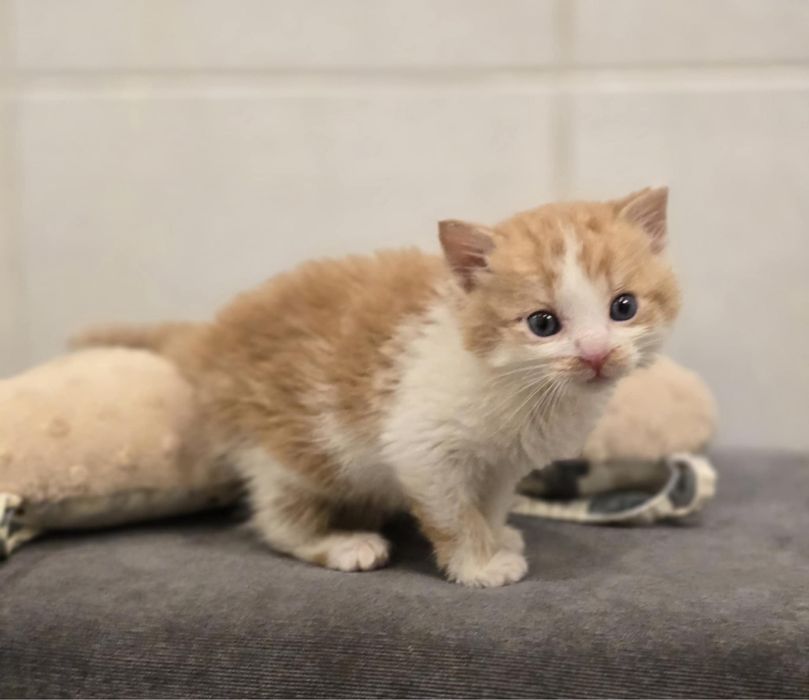 3 rozkoszne kocięta szukaja domow