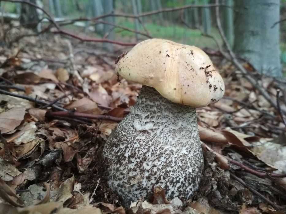 Grzyby suszone koźlarze kozaki 100g