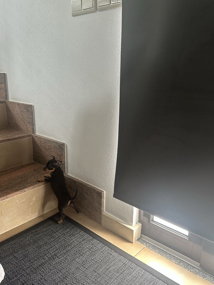 Pinscher miniatura