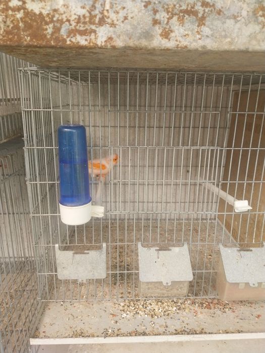 Aves a procura de nova gaiola