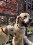 Szczeniak golden retriever