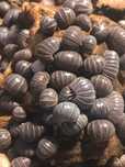 Armadillo officinalis - isopody prosionki ekipa sprzątająca