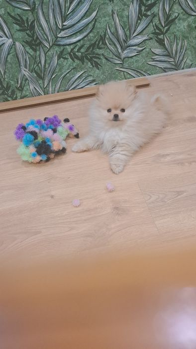 В'язка, Тедді готовий для побачень із дівчатками