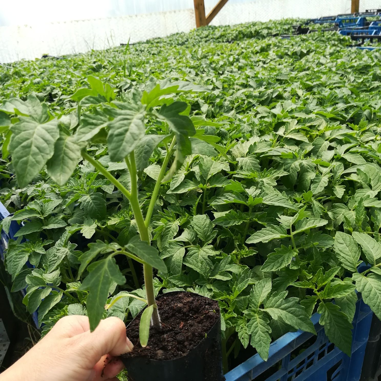 Sprzedaż sadzonek   POMIDOR- PAPRYKA-ogórek-zioła