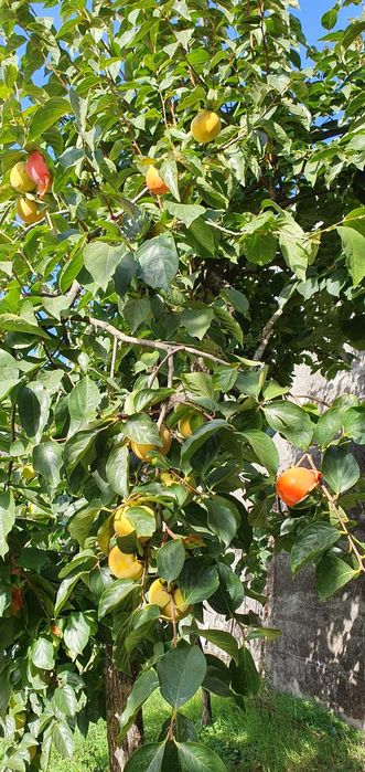 Venha colher dióspiros, zona de Fafe e Felgueiras