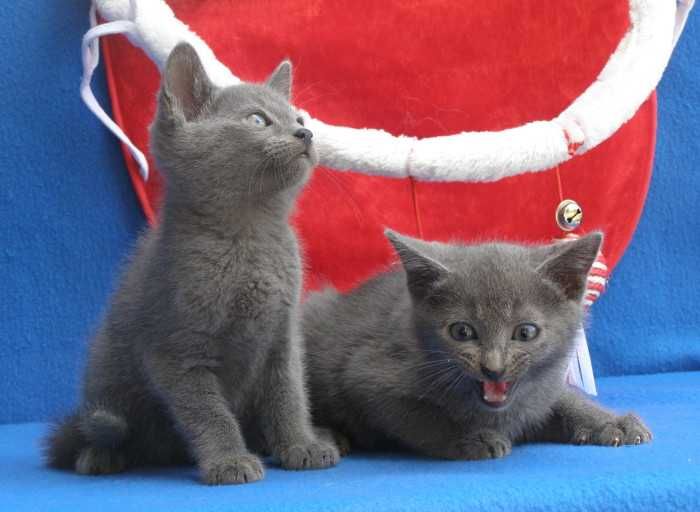 Kot Rosyjski Niebieski