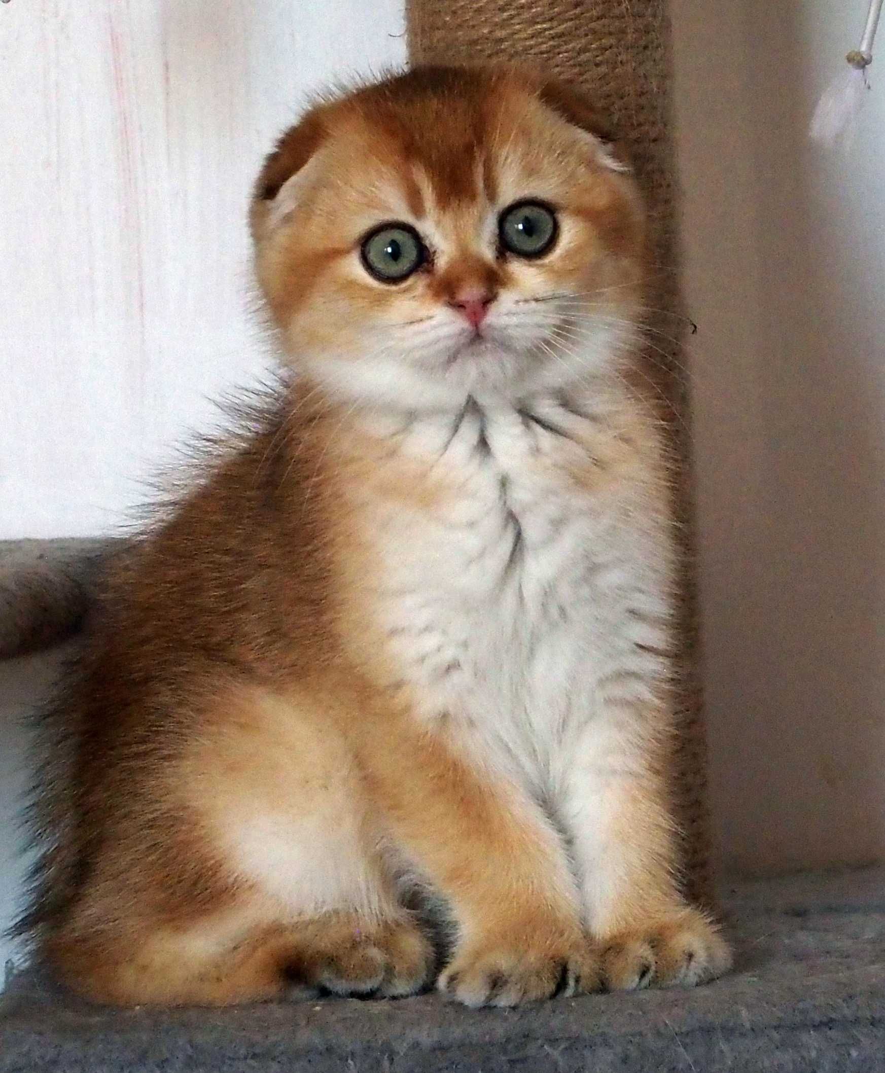 Kot Szkocki Zwisłouchy PZF WCF  , Scottish Fold Złota Szynszyla.