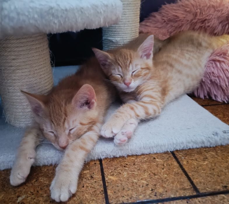 Piękne małe kocurki kociaczki do adopcji od zaraz