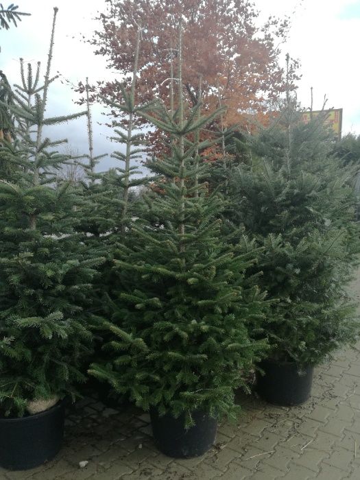 Jodła Kaukaska kopana 150/175 PRODUCENT Świerk Srebrny