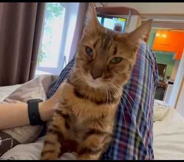 Породистая кошечка в леопардовом окрасе, Бенгалочка - 1-2 года