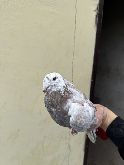 Garbonos/Niemiecki Wystawowy