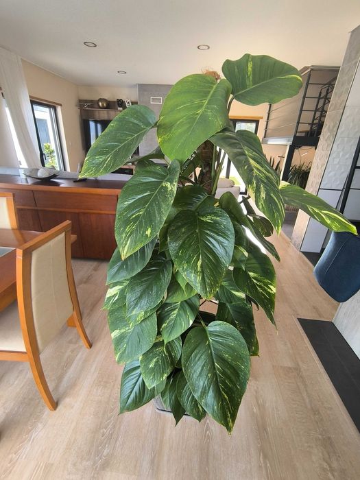 Jiboia - Planta de Interior Deslumbrante com Folhas Gigantes