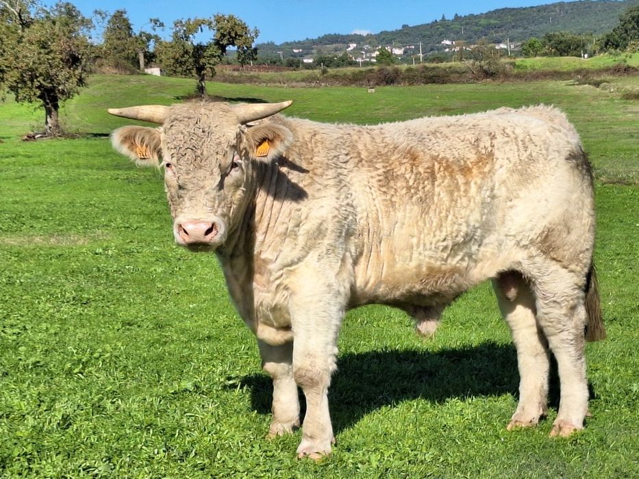 Novilho charoles puros