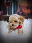 Maltipoo Tata Pudel Toy red brown 1.60kg