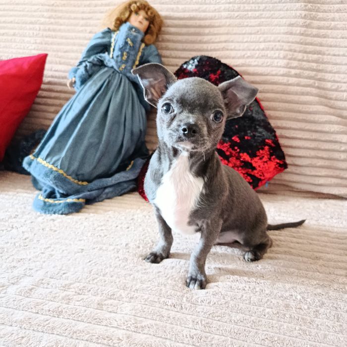 Собачки чихуахуа