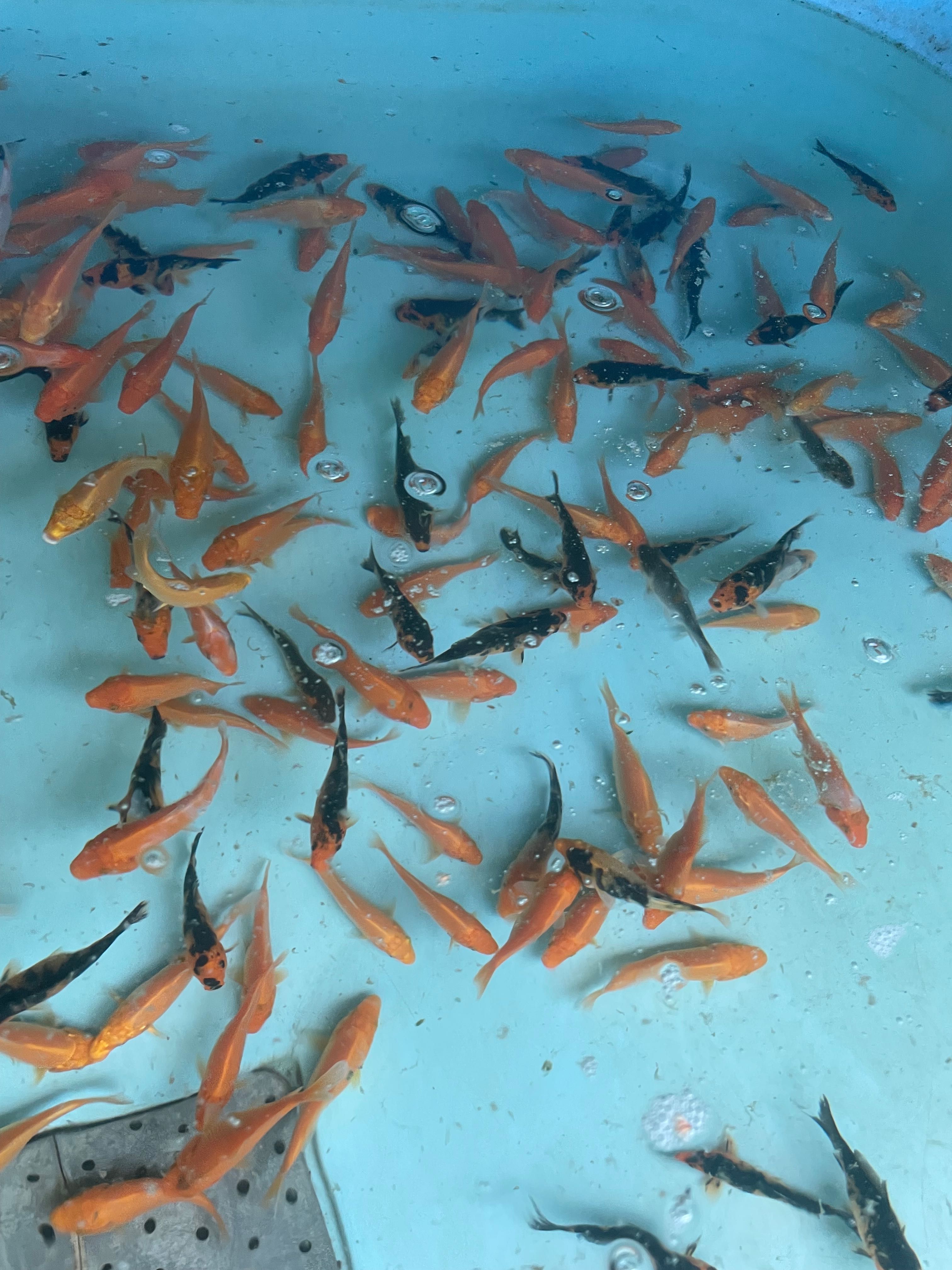 Karp koi narybek ok 8cm
