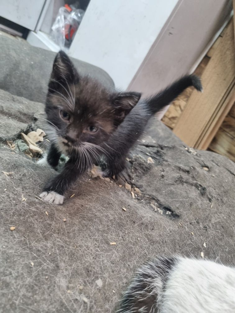 Oddam koty w dobre rece