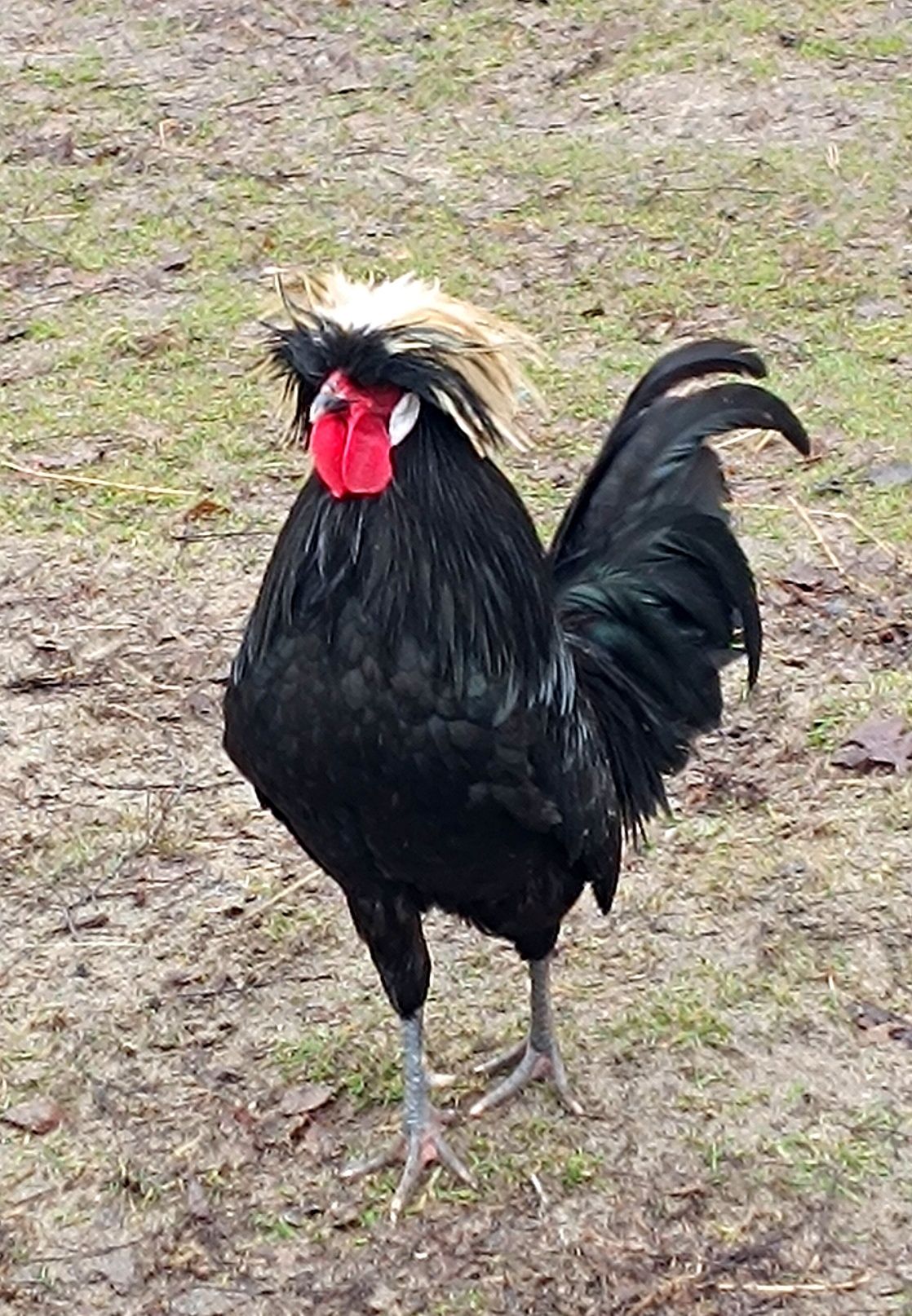 Jaja lęgowe czubatki, bialoczub holenderski