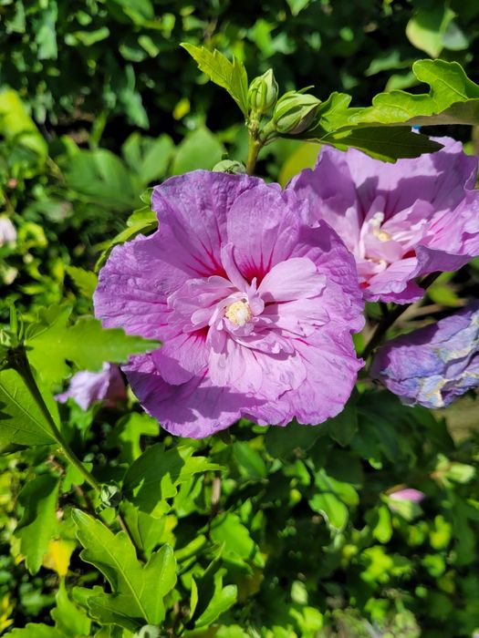 Promocja! Laurowiśnia wschodnia Novita 120cm! DARMOWA DOSTAWA!!!