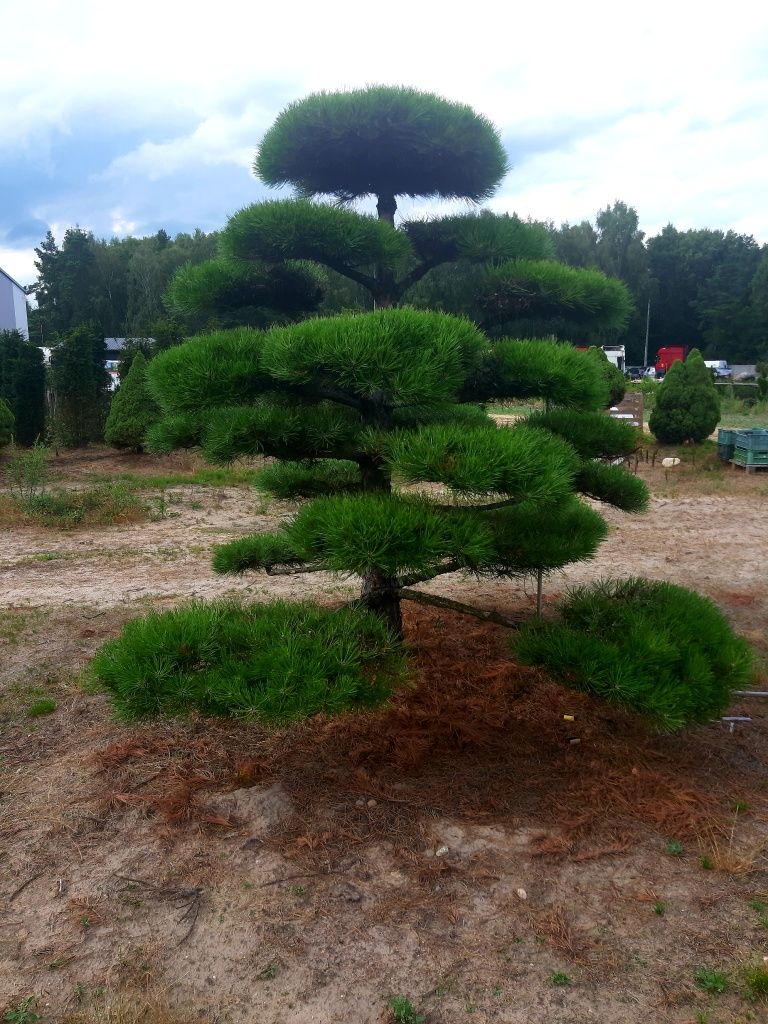 Sosna Niwaki Bonsai 300-400cm! Klon Katalapa szmaragd laurowiśnia