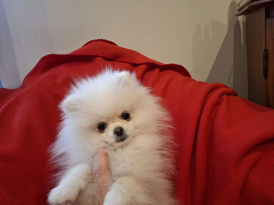 Sunia szpic miniaturowy pomeranian