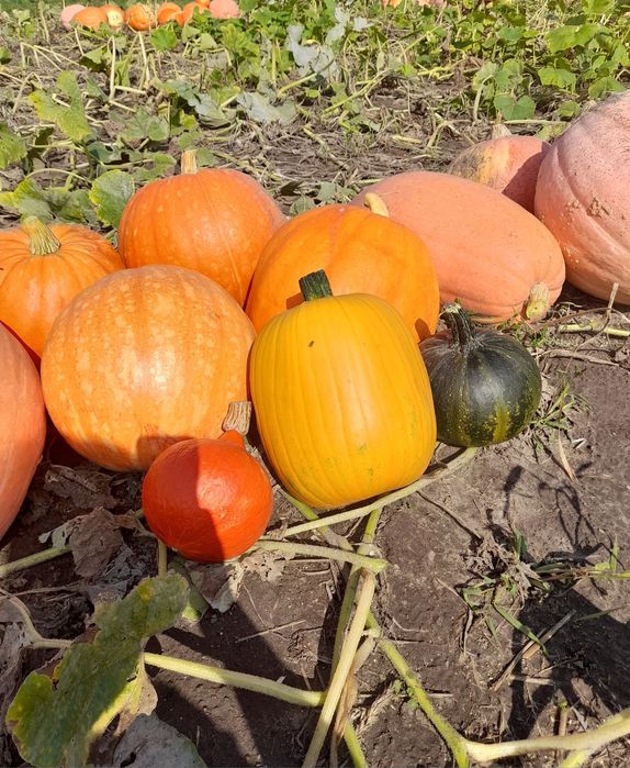 Niepryskane, zdrowe i kolorowe dynie z ogródka