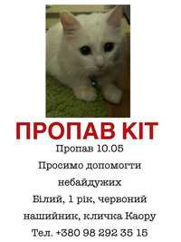 ‼️Загубився кіт‼️ВИНАГОРОДА 250 грн