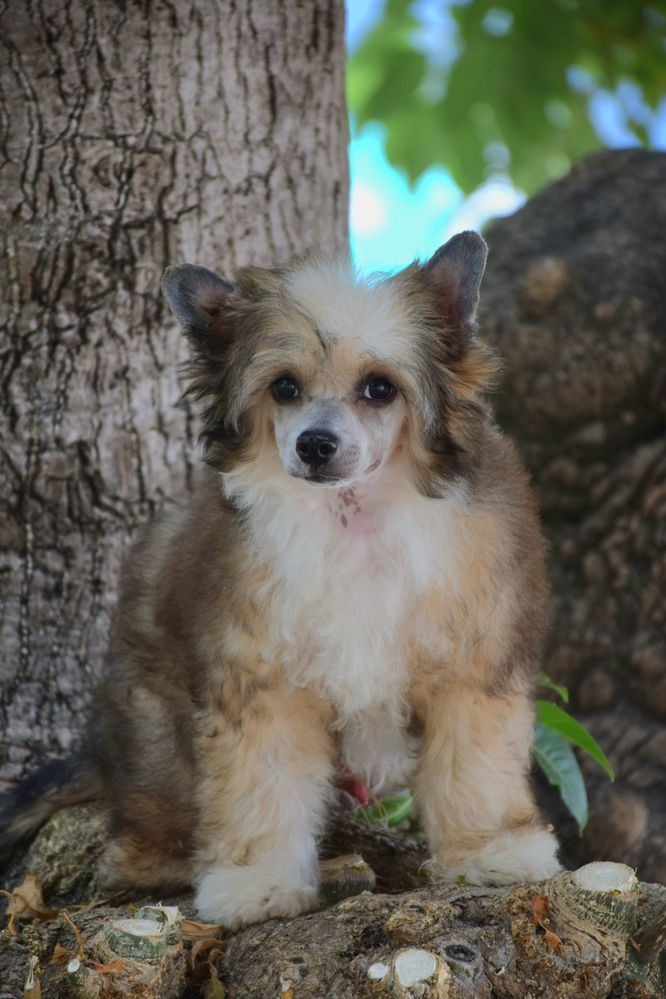 Cão de Crista Chines - Variedade Powderpuff