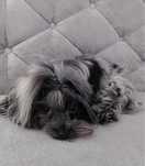 Sunia yorkshire terrier Biewer