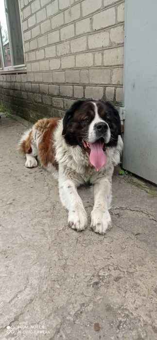 Вязка Московская Сторожевая