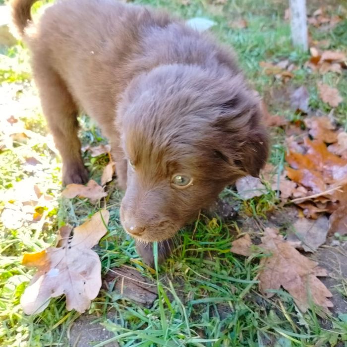 Pieski do oddania za darmo.