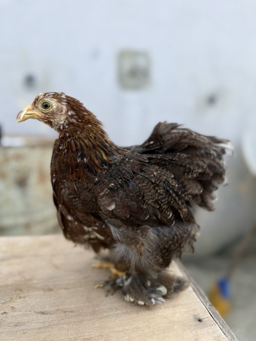 Casais Pekin 2025