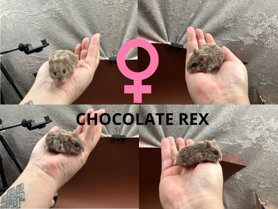 Chomik, chomiki, chomik campbella REX, rodowodowe chomiki campbella