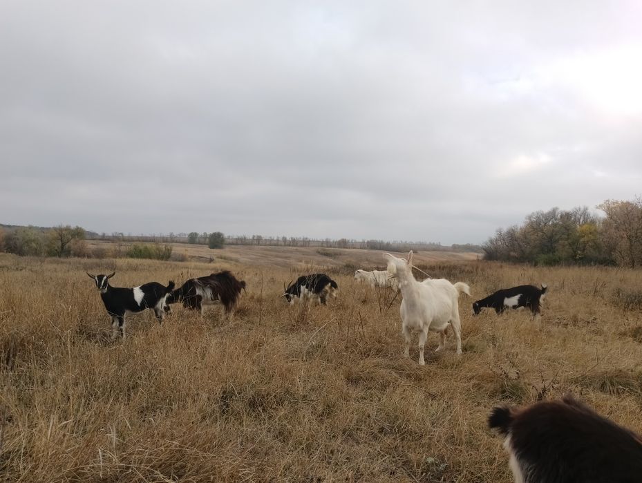 Стадо — 5 взрослых коз (2 зааненские + 3 помесь), дойные, спокойные