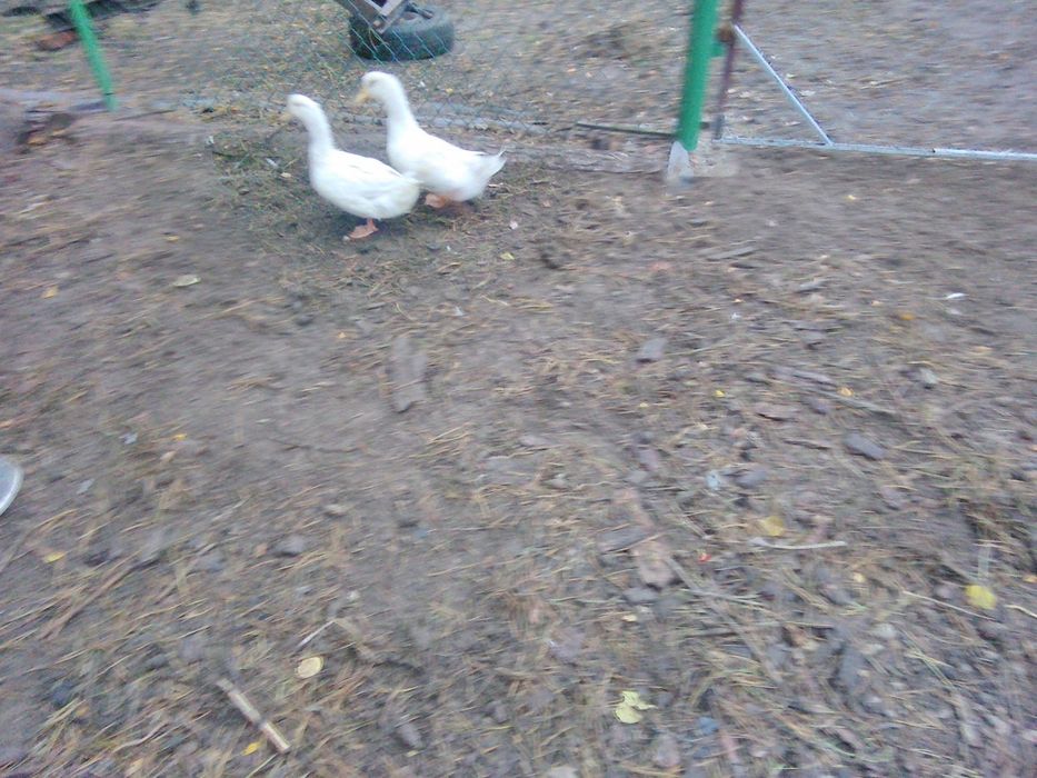 Sprzedam 2 kaczki mięsne