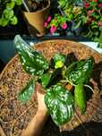 Scindapsus Pictus regress variegata scyndapsus