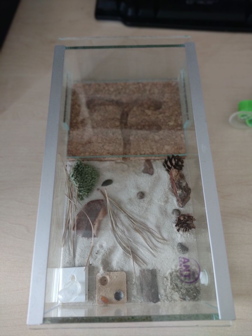 Terrarium na mrówki