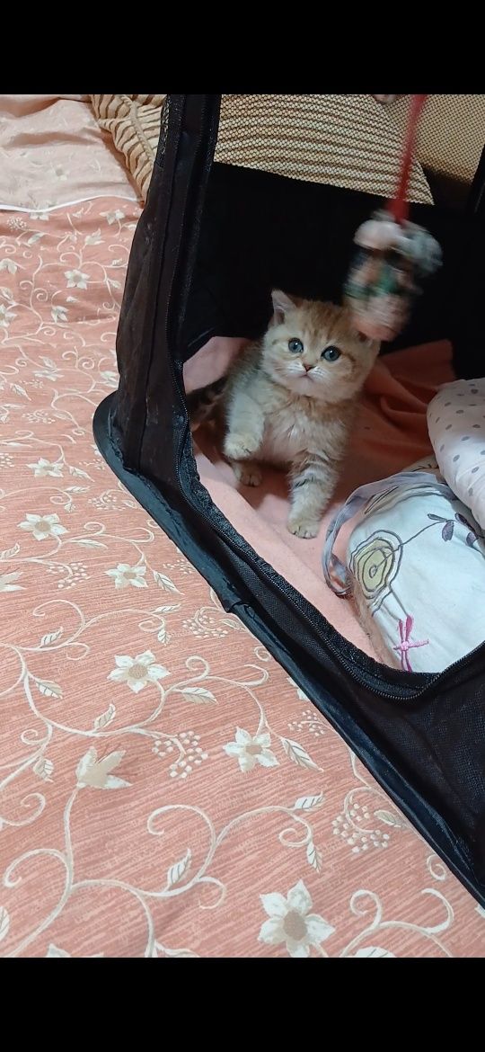 Кото-малеча золотих та сріблястих шиншилл