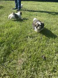 Shih tzu sprzedam