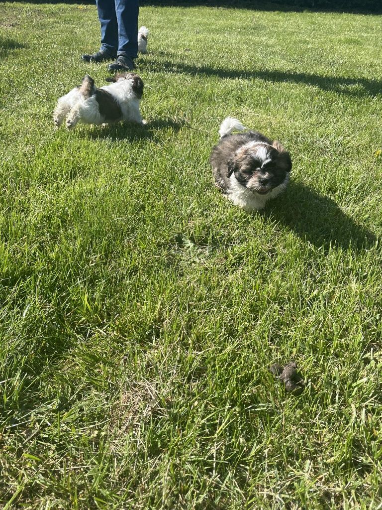 Shih tzu sprzedam