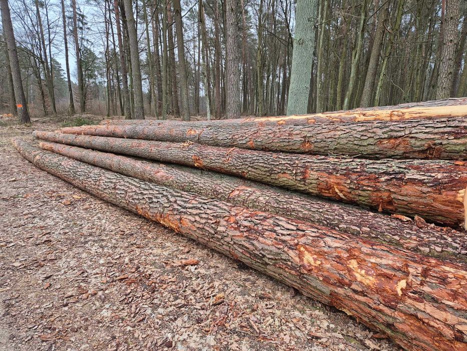 Sosna kłoda dłużyca tartaczne  S2b