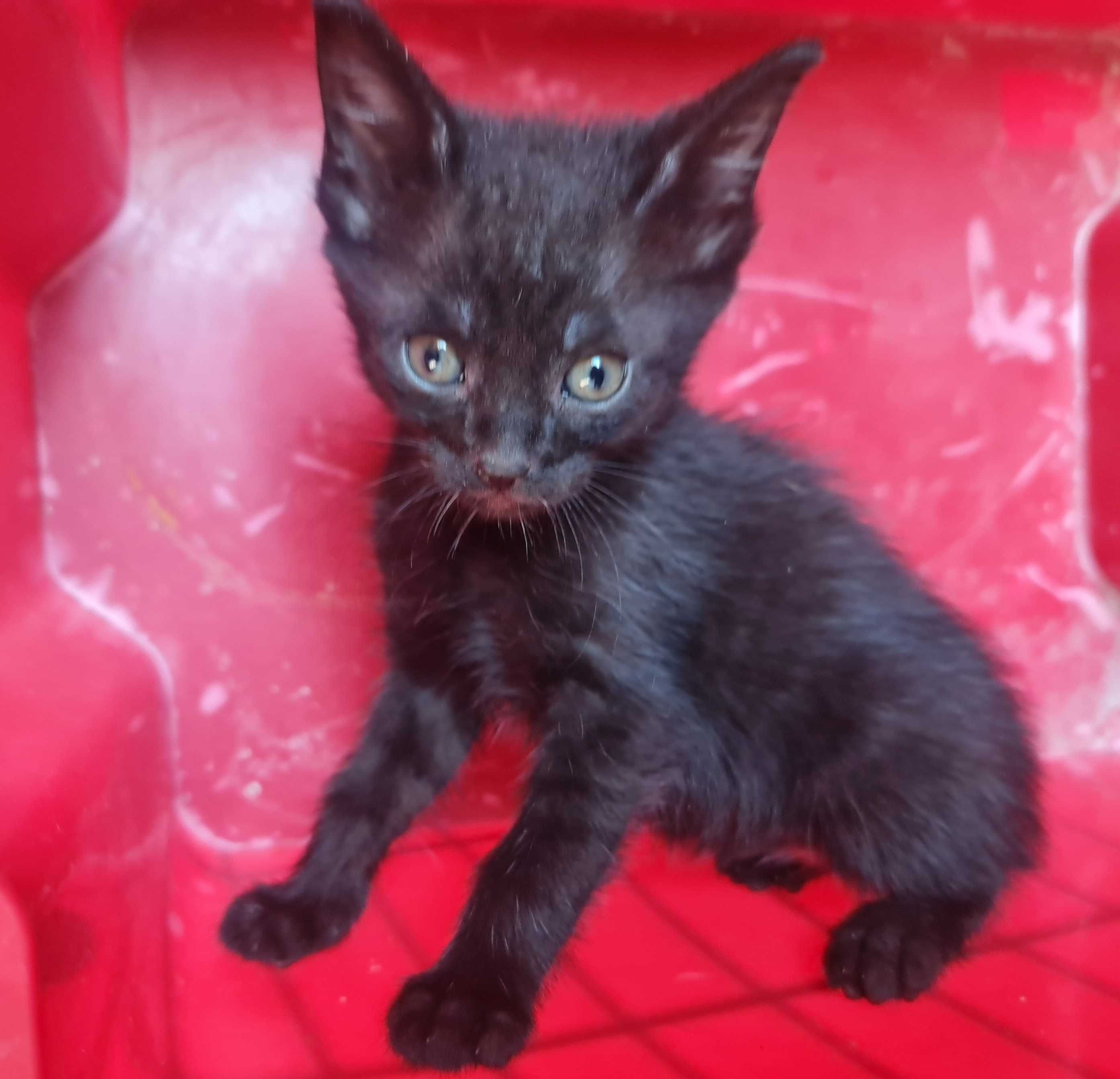 Kociaki, słodziaki do adopcji.