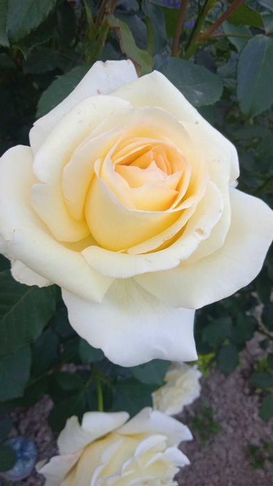 Троянда   чайно - гібридна  світло- жовто-кремова