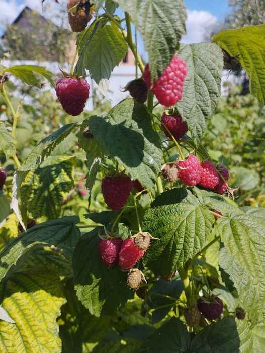 Малина Ремонантна