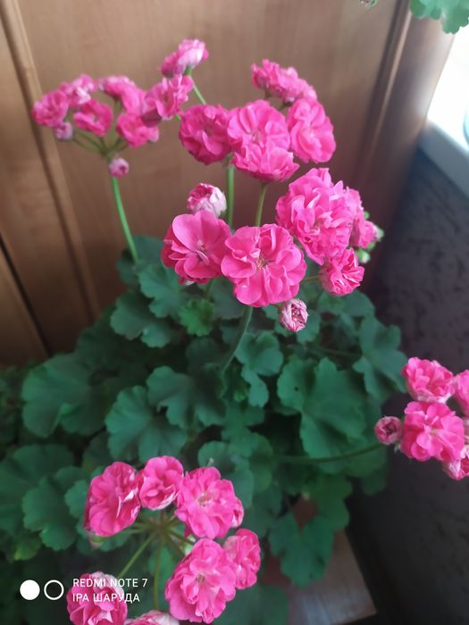 Сортова пеларгонія