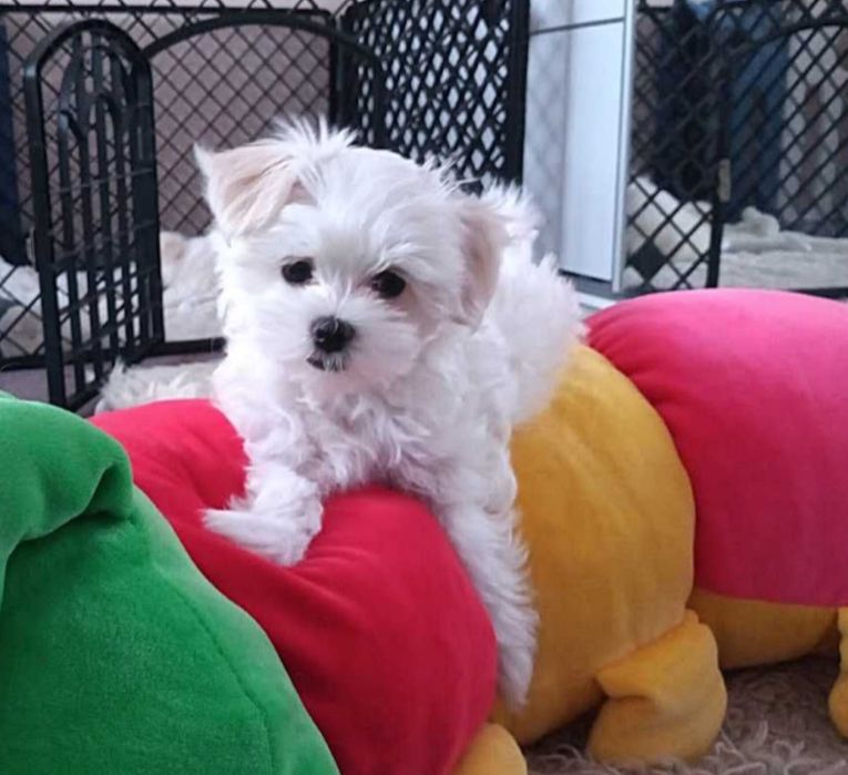 Maltańczyk szczenię