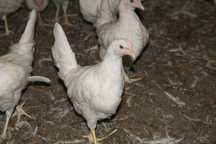 Kury LEGHORN Nioski Młode