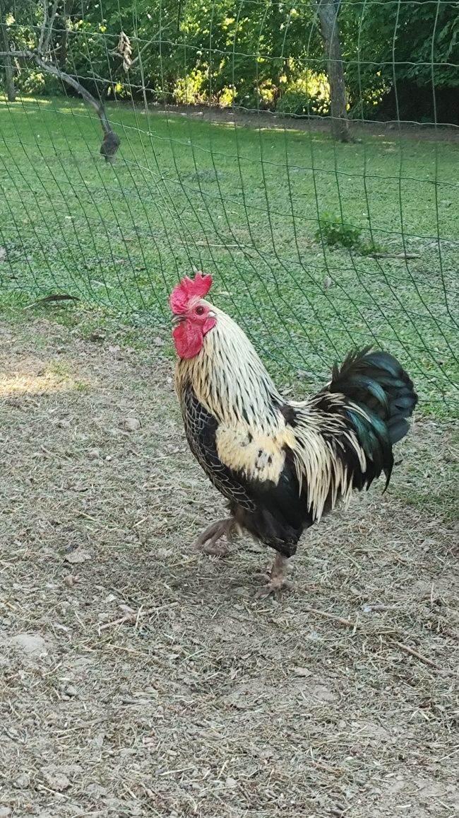 Sprzedam kogutki