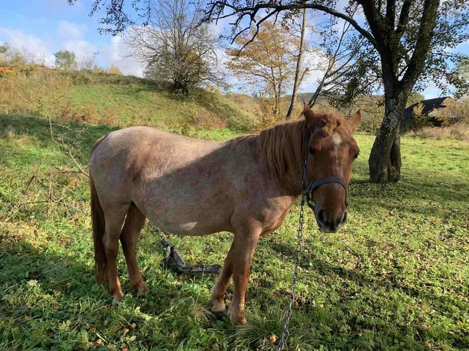 Кобила гарна 3,5 року